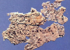 Fangmatan paper | Wild Paper handmade paper