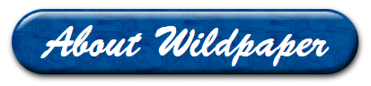 About Wildpaper
