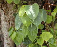 Bodhi leaves used for skeleton leaf making in Nepal