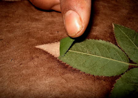 Removing rose leaf 1.